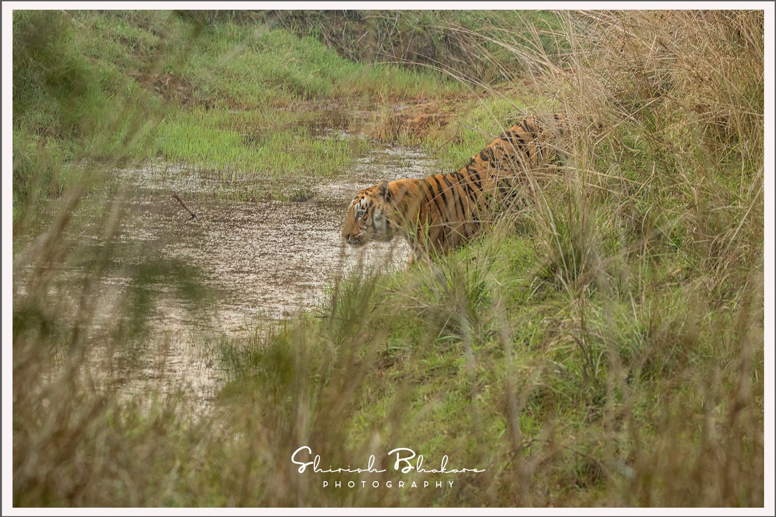 50th Tiger