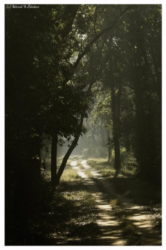 kanha habitat