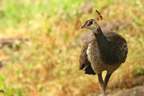 peahen