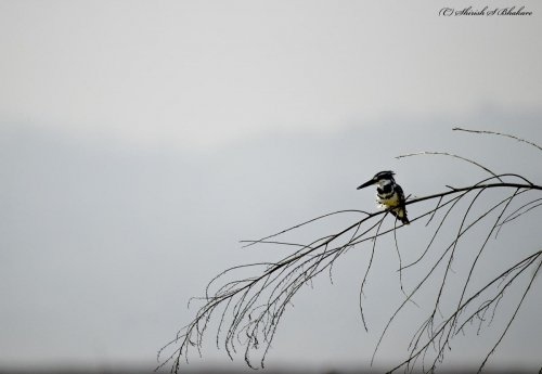 pied kf (2)