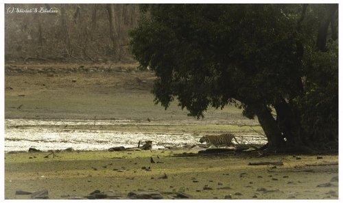 tadoba habitat 2