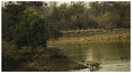 tadoba matkasur habitat