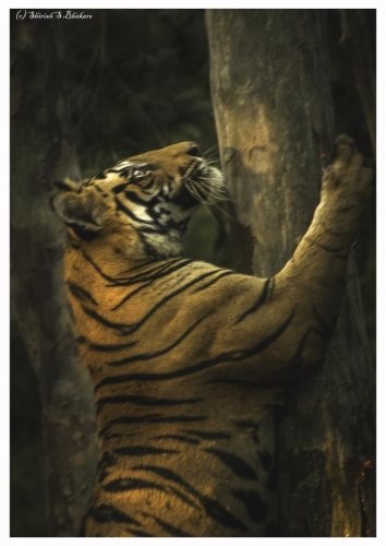 tiger climbing tree