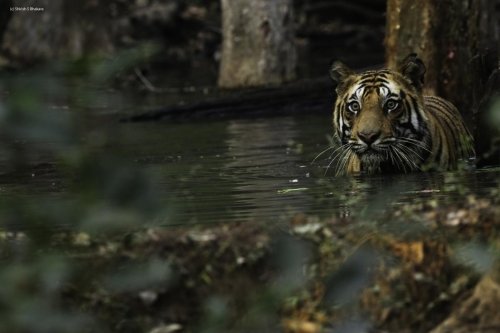 tiger in floating leaves