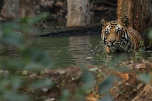 tiger in floating leaves R