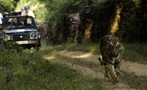 tiger tourism