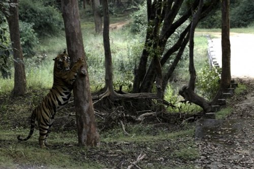 tiger tree