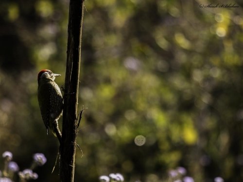 woodpecker 1